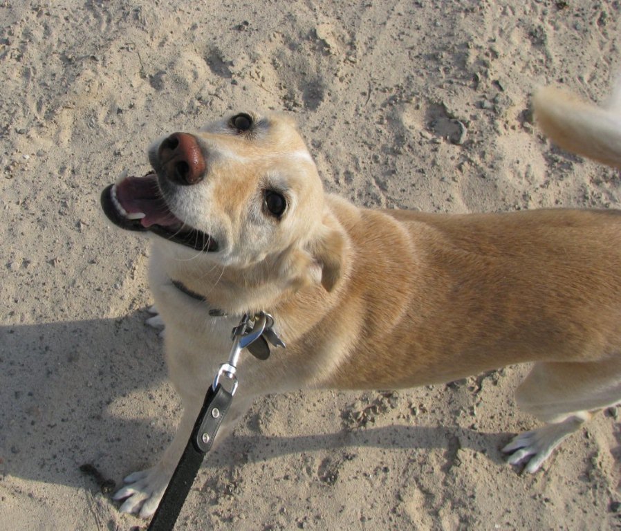 dog in desert