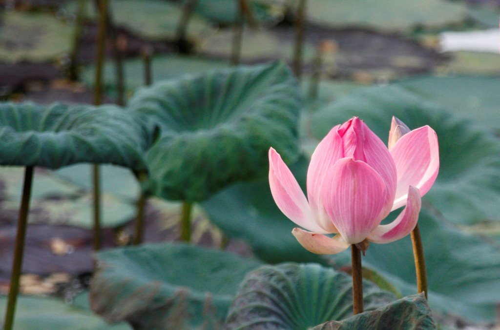 Ubud - lilly pad